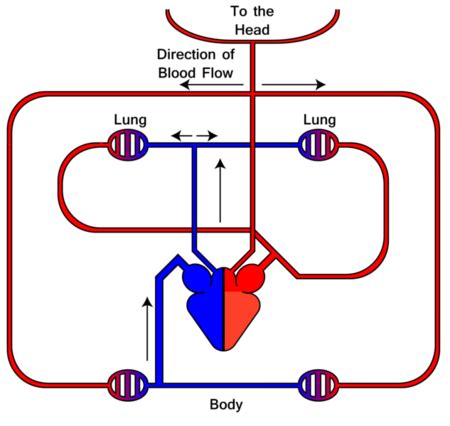 Pulmonary And Systemic Circulation Pathway