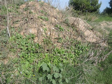 Gewöhnliche Mariendistel bei Son Bosc Mallorca NGID10691 Flickr