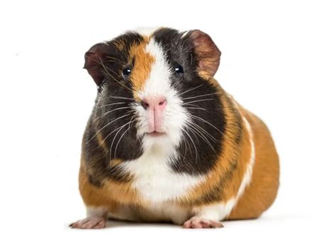 Guinea Pigs Petsmart For Sale Petsmartgo