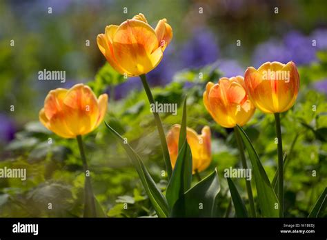 Tulpe Tulipa Tulip Stock Photo Alamy