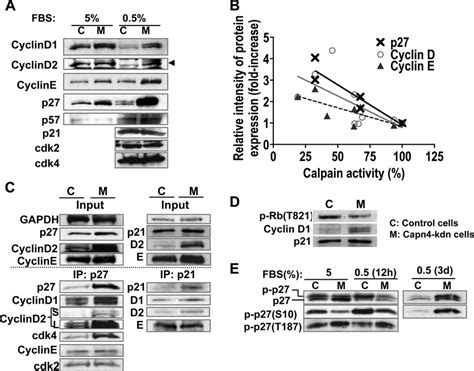 Capn Knockdown Atdc Cells Exhibited Significant Accumulation Of Cell