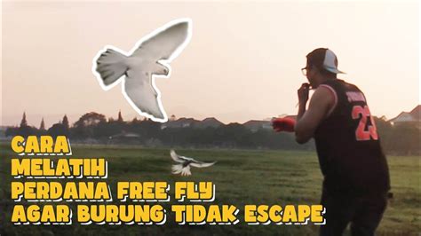 Cara Melatih Perdana Free Fly Agar Burung Tidak Kabur Escape Youtube