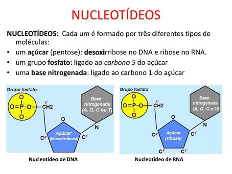 PPT ÁCIDOS NUCLÉICOS PowerPoint Presentation free download ID 4281282