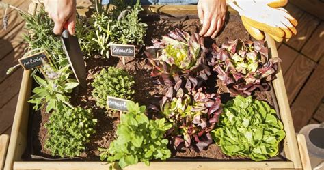 Que Se Puede Cultivar En Una Mesa De Cultivo Ten Tu Propio Huerto En