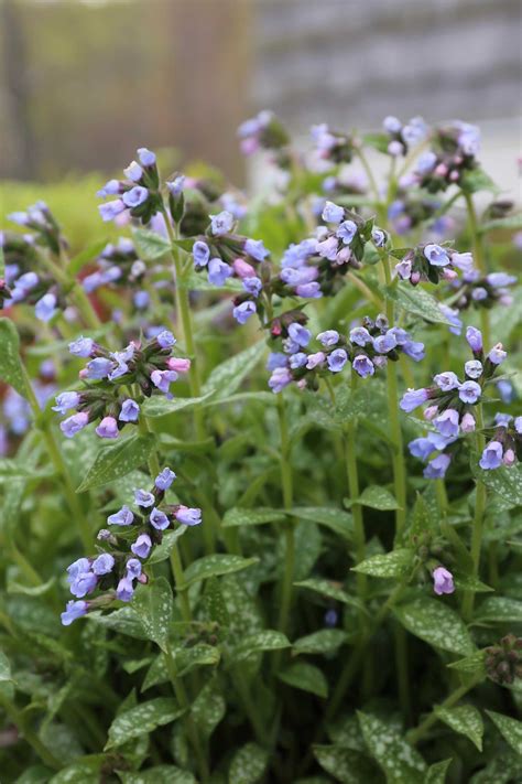 12 Best Companion Plants For Hostas Longfield Gardens