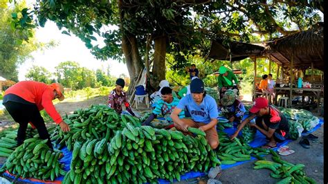 Harvest Ng Ampalaya At Okra Sumulong Pa Youtube