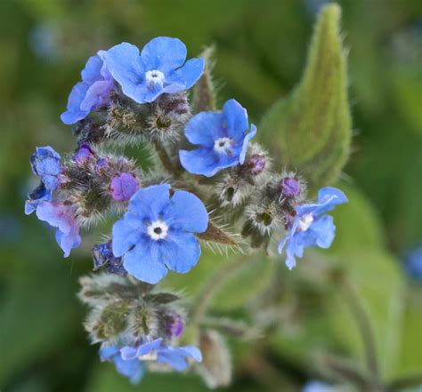 Borage Family - Borage Family