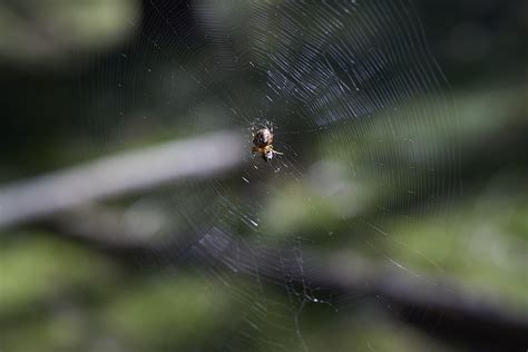 Spider Web Cobweb Free Photo On Pixabay Pixabay