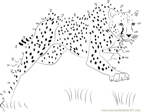 Bouncing Cheetah Dot To Dot Printable Worksheet Connect The Dots