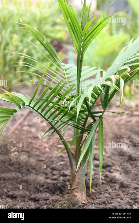 Young Majesty Palm Majestic Palm Ravenea Rivularis Growing In The