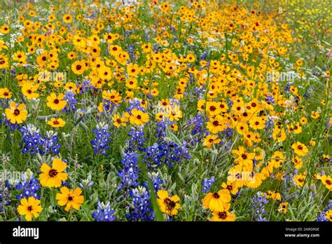 Close Up Of Texas Hill Country Wildflowers Hi Res Stock Photography And