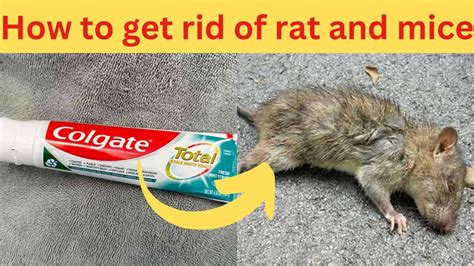 How To Get Rid Of Rat And Mice From Your Home Easy And Simple Way YouTube