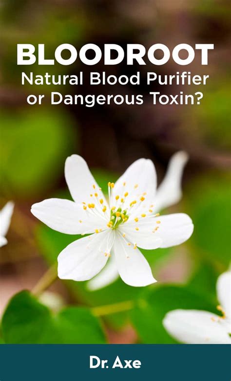 Bloodroot Benefits, Uses, Risks, Side Effects and Precautions - Dr. Axe