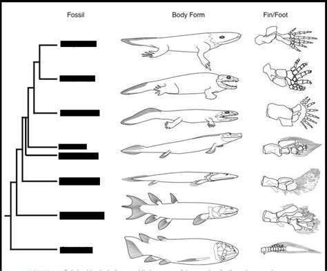 Tetrapod Evolution Diagram Diagram Quizlet