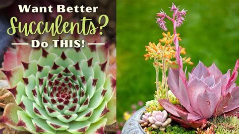 How Do Succulents Grow How To Care For Succulents Indoors How Fast Do Succulents Grow