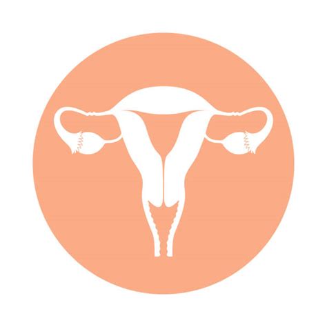 Cervix Illustrations Royalty Free Vector Graphics And Clip Art Istock