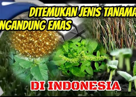 Inilah Tradisi Ritual Paling Aneh 5 Suku Di Indonesia Ini Dia Nama