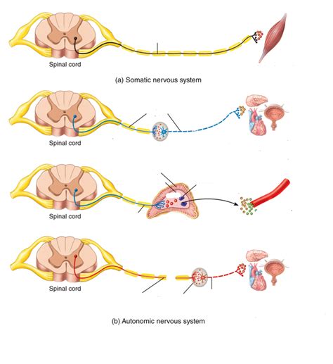 Motor Neuron Pathways Diagram Quizlet