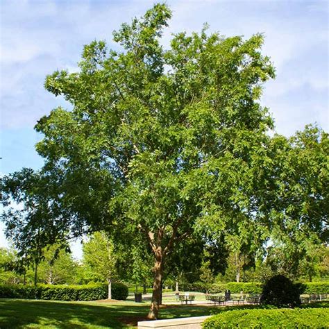 Drake Chinese Elm Trees for Sale | BrighterBlooms.com