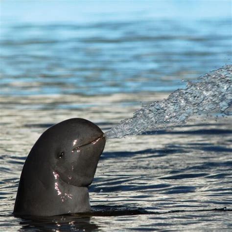 Irrawaddy Dolphin - Animal Database