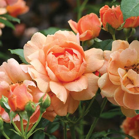 Guide to the Meaning of Rose Colors | Jung Seed Gardening Blog