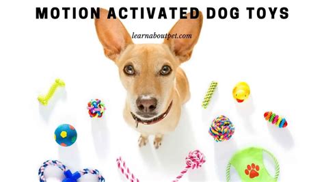 Moving Dog Toys : 9 Best Motion Activated Dog Toys - 2023