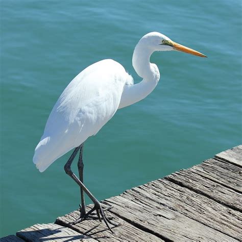 White Crane Bird Is Standing On Water Looking For Food HD Birds