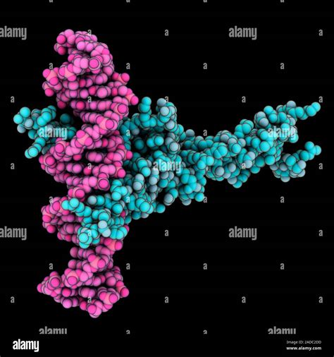 Transcription Factor Max Complexed With Cognate Dna Deoxyribonucleic