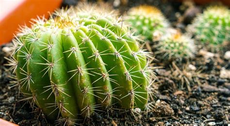 6 Conseils Pour Bien Entretenir Un Cactus Jardin Et Paysage