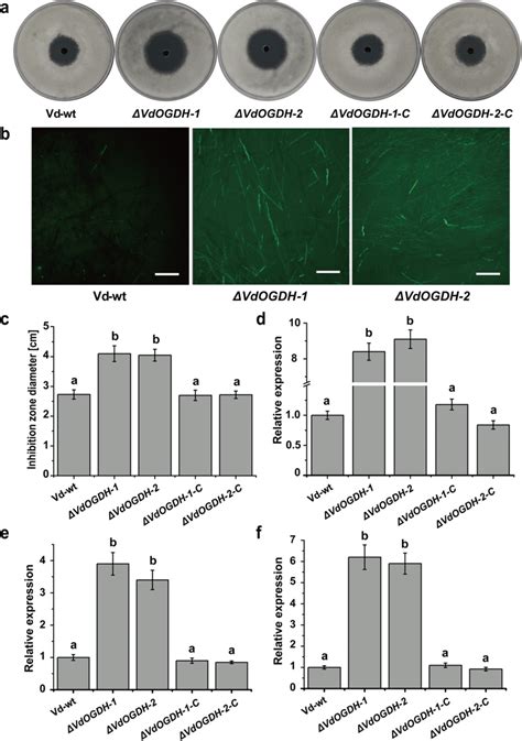 Oxidative Stress Assay Intracellular Ros Level Detections And