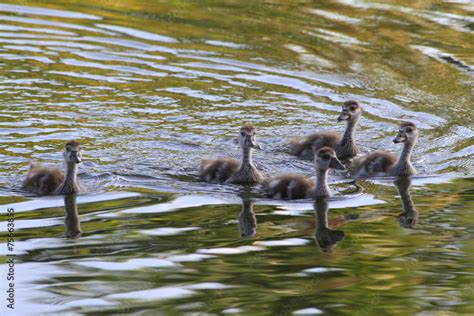 Egyptian baby geese swimming Stock Photo | Adobe Stock