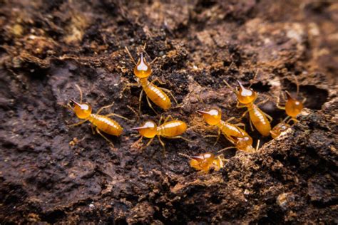 Termite Inspections Are Crucial In Roanoke The Nrv And Beyond