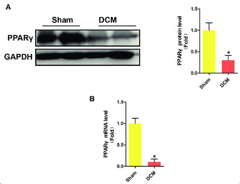 Expression Of Pparγ In Myocardial Tissues Of Dcm Mice A Protein