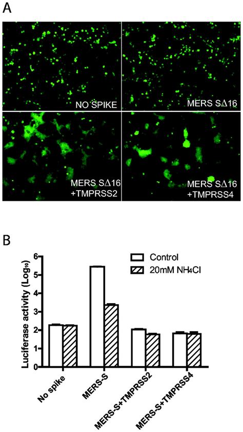 Effects Of Tmprss 2 And Tmprss 4 On Merscov S Mediated Syncytia Download Scientific Diagram