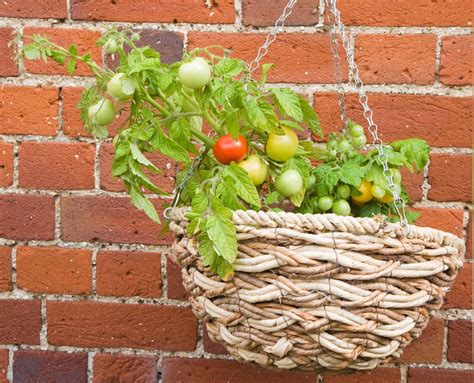 Hängende Tomaten anbauen platzsparende Idee für den Balkon