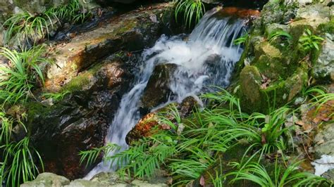 Peaceful Water Stream Flowing In The Forest 10 Hours Nature Youtube