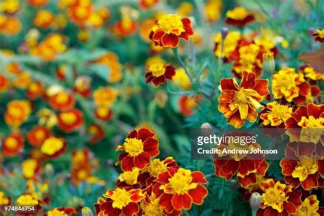 Spanish Marigold Photos And Premium High Res Pictures Getty Images