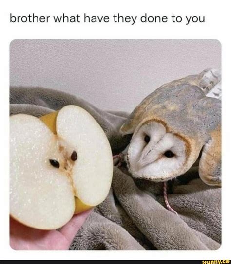 Apple Owl Owlmemeweirdshithaha Mildlyinterestingmildlyamusing