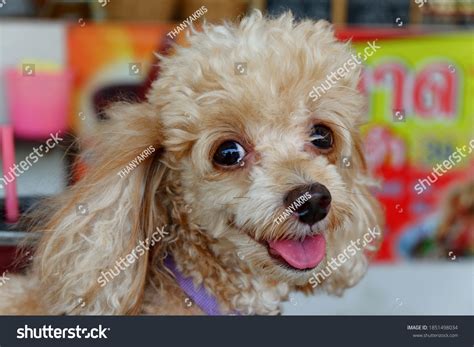 40166 Happy Poodle Images Stock Photos And Vectors Shutterstock