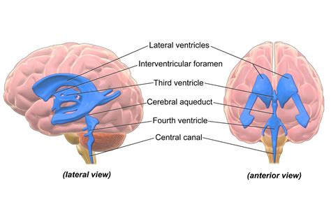 Anatomy Of The Brain Ventricles - The Anatomy Stories