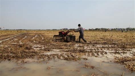 Budidaya Padi Di Lahan Rawa Pasang Surut