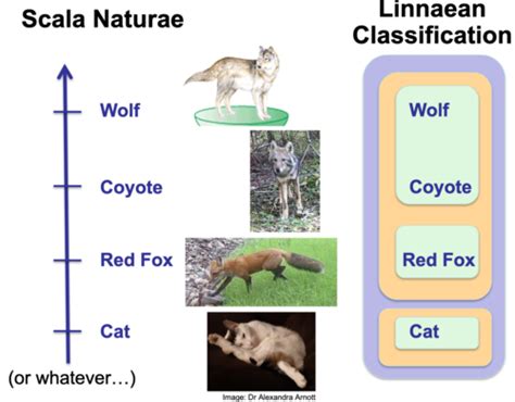 Lecture Introduction To Evolution Flashcards Quizlet