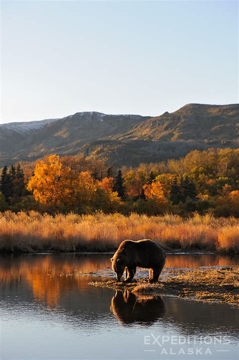 Grizzly Bear In The Fall Photo Image Of The Month