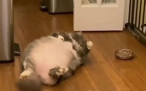 Funny Pics Of Fat Cats With Captions