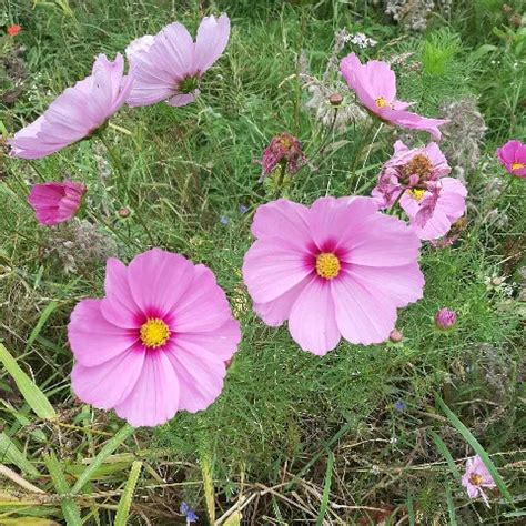 Best Cock Riders Porn For Women Porn For Women Porn XHamster