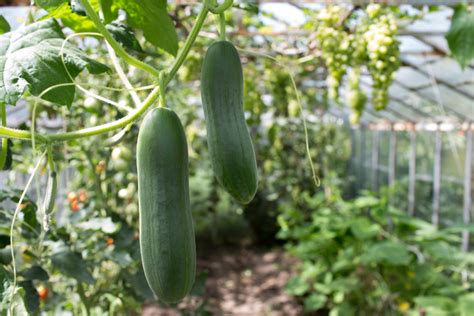 Beginner S Guide On How To Grow Cucumbers