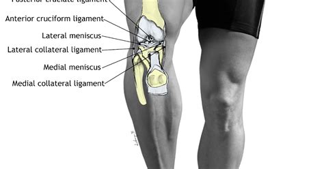 Kinetic Health Calgary Ligament Injuries Of The Knee