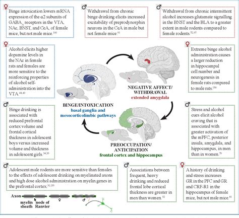 Figure 1 From Sex Differences In The Neurobiology Of Alcohol Use