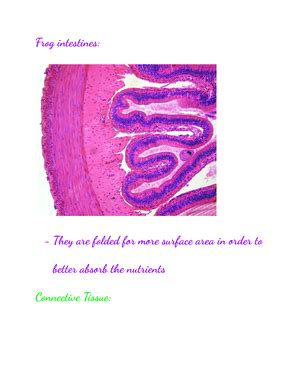 BIOL 112 Unit 1 Detailed Notes Of Labs 12 And 13 With Diagrams