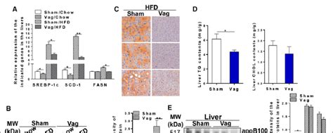 Vagotomy Inhibits Hepatic De Novo Lipid Synthesis And Prevents High Fat